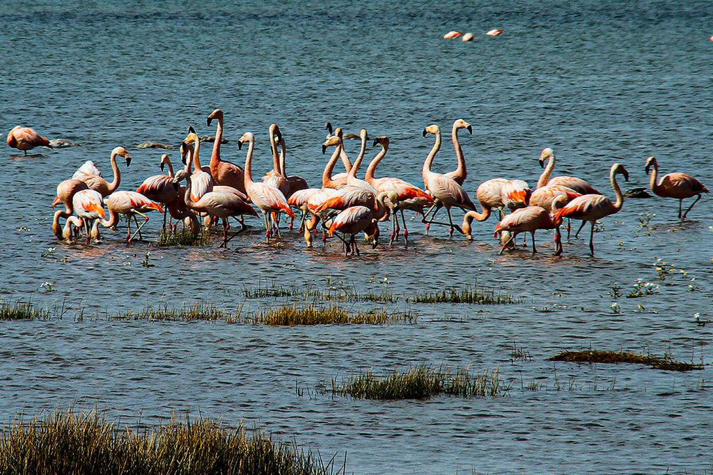 Imagen de flamencos en la Laguna Nimez